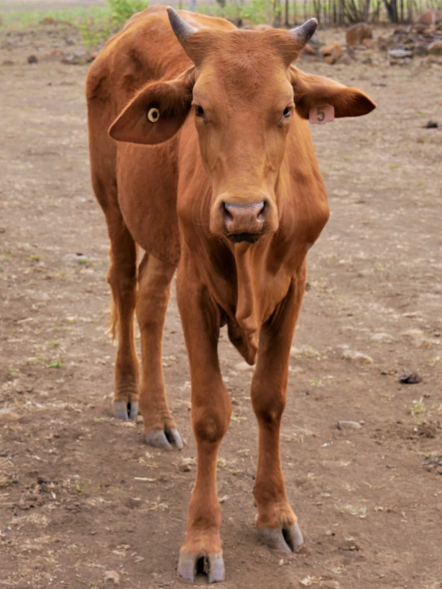 A young brown cow with its horns intact walks through a dirt field peppered with rocks