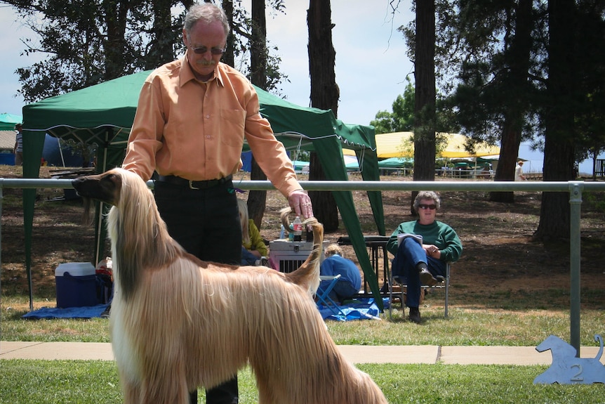 Man in orange shirt stands behind his afghan show dog with long hair