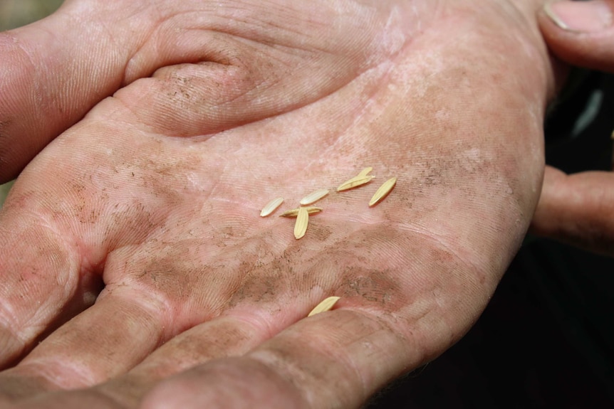 Grains of rice straight out of the husk on a farmer's dirty palm.