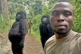 A man stands in a green nature forest with two tall standing gorillas behind him 