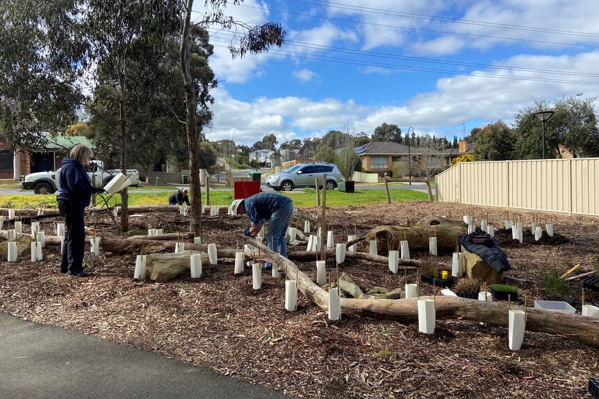 A group of people plant seeding into the ground in an area marked off with wooden logs, under a blue sky.
