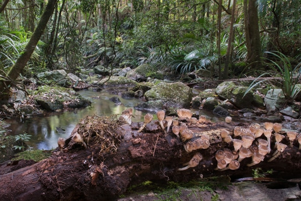 A stream in a pristine rainforest with fungi growing on a rotting log in the foreground.