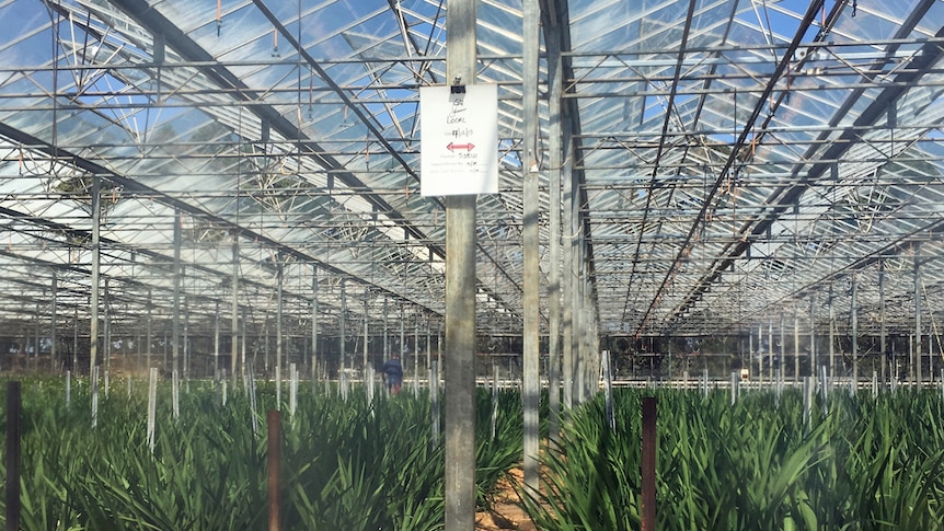 Inside glass greenhouses for flowers with steel frames and mist from sprinklers