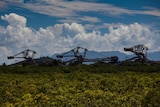 Wetland and estuary surrounding the Abbot Point coal terminal