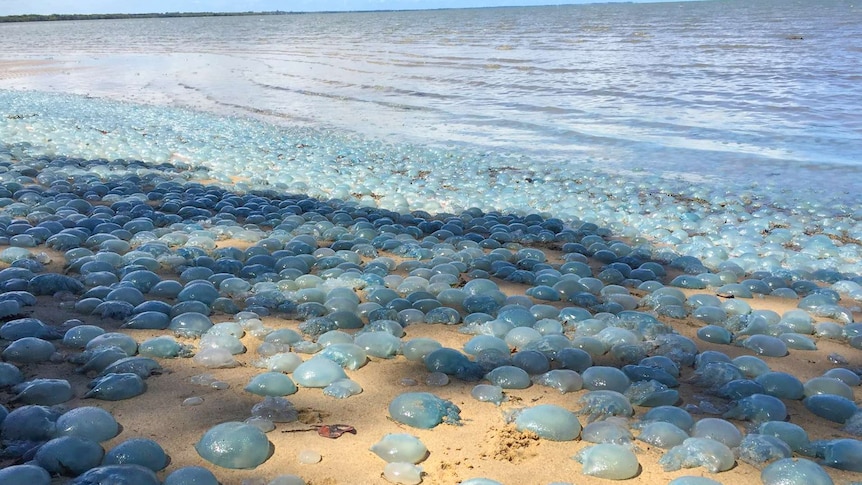 Hundreds of jellyfish cover a beach in Deception Bay.