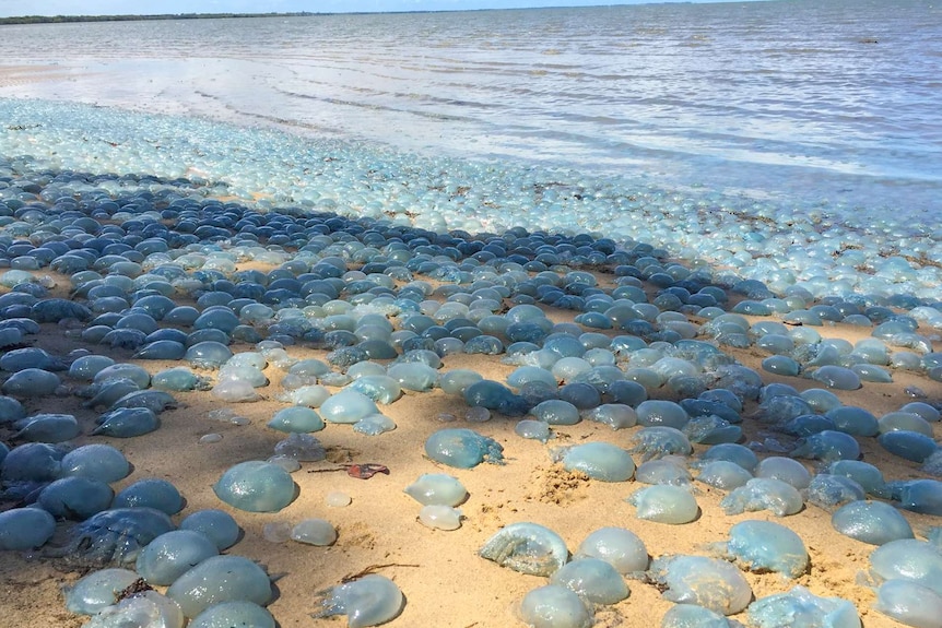 Hundreds of jellyfish cover a beach in Deception Bay.