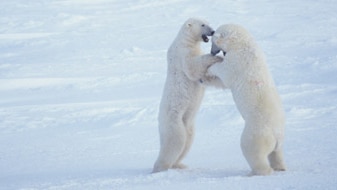 File photo: Polar bears play fighting (Getty Creative Images)