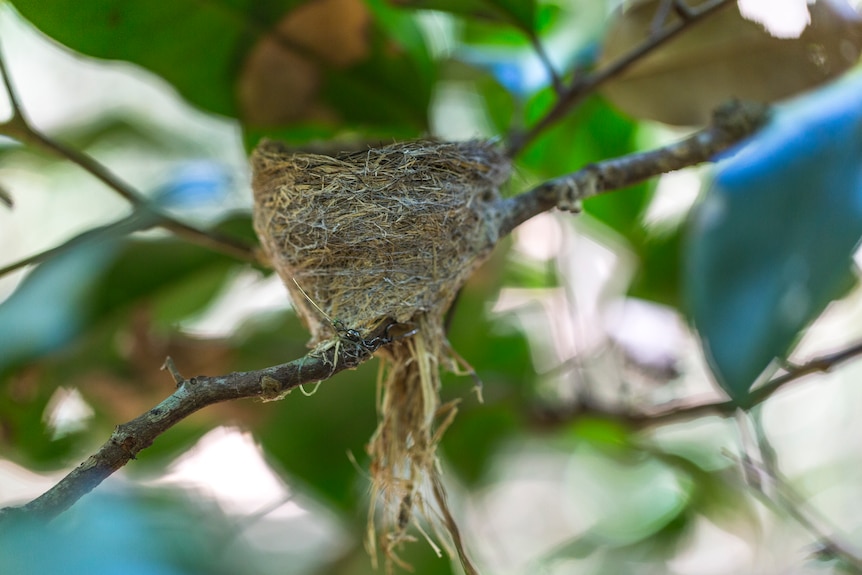 Rufous fantail nest