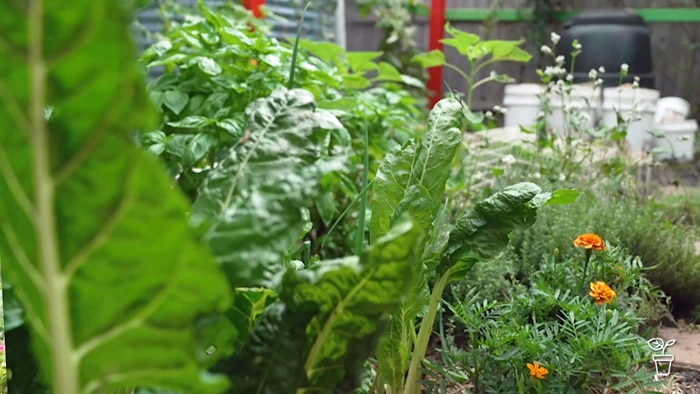 Garden filled with leafy green vegetables and flowers