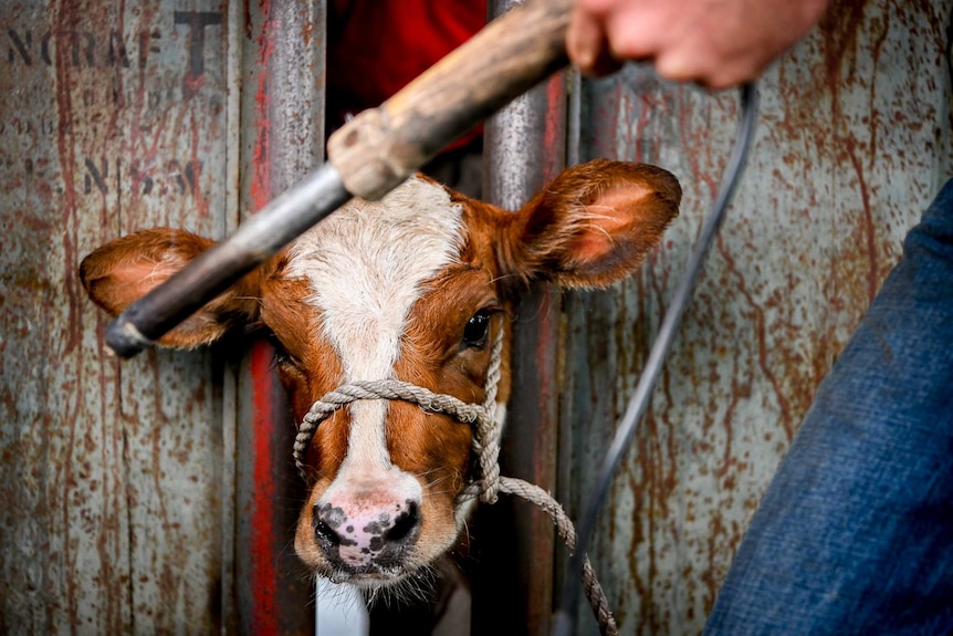 The disbudding gun. A cow looks on.