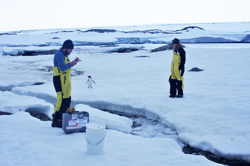Researchers take samples from ice and water in Antarctica while penguins watch on.
