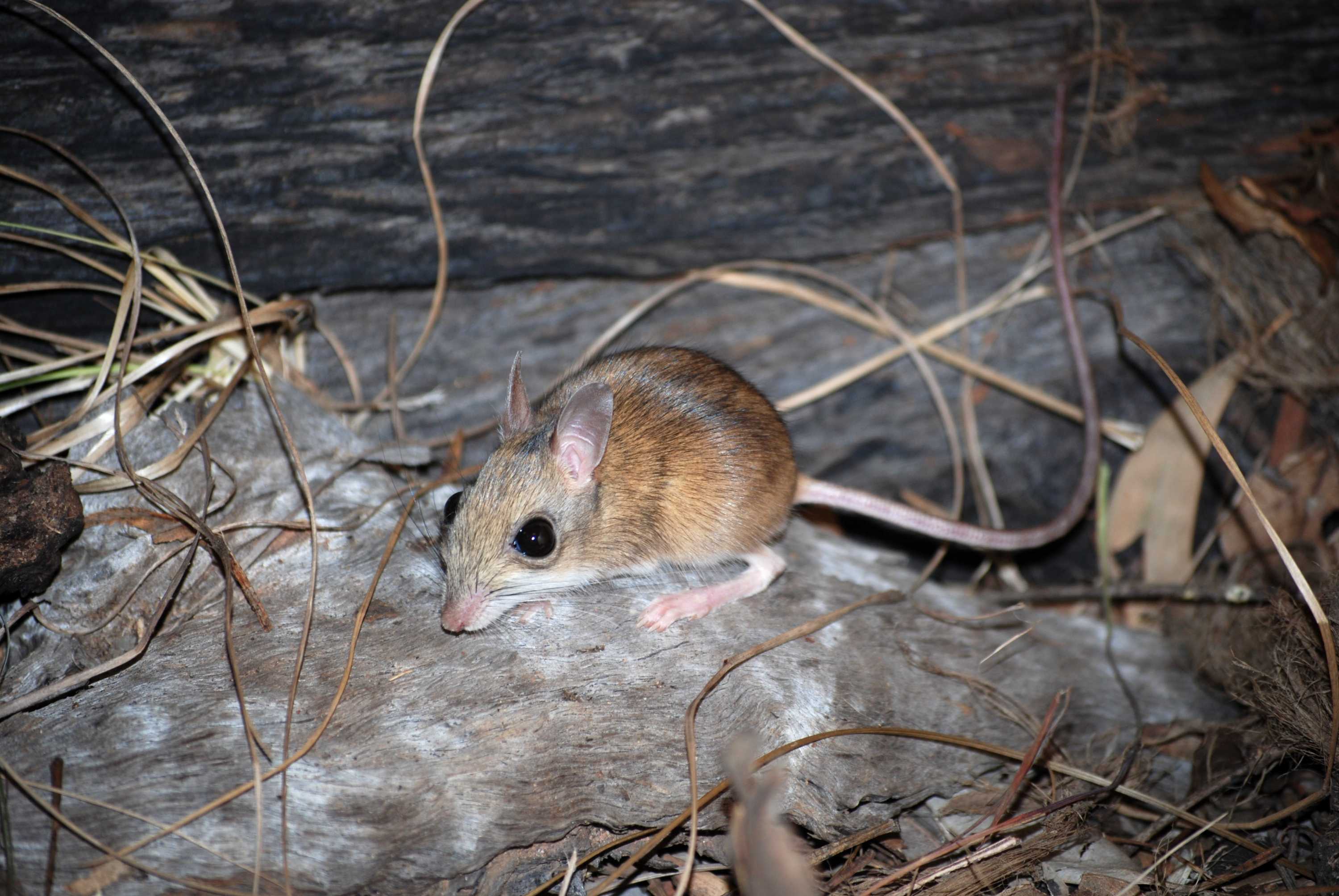 The northern hopping-mouse builds its own house