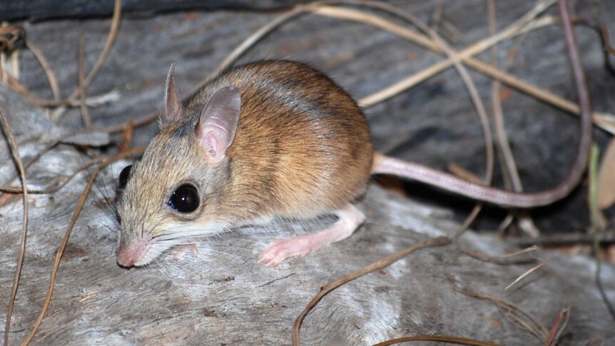 Northern hopping mouse