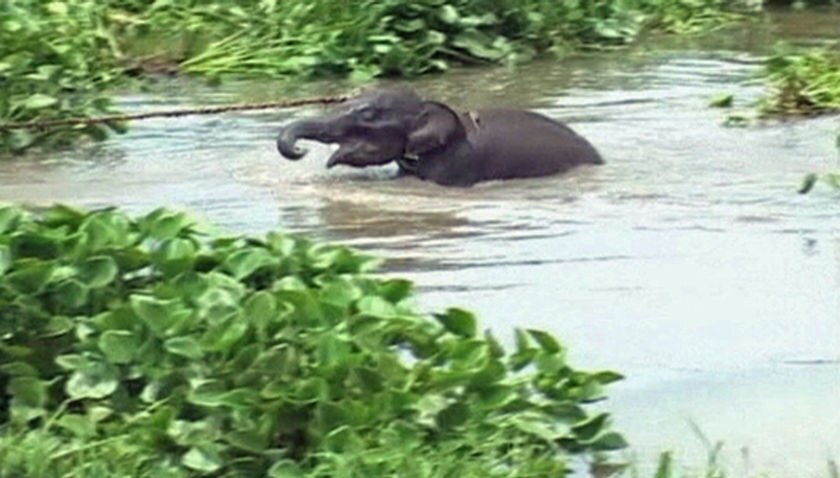 Baby elephant rescued - ABC News