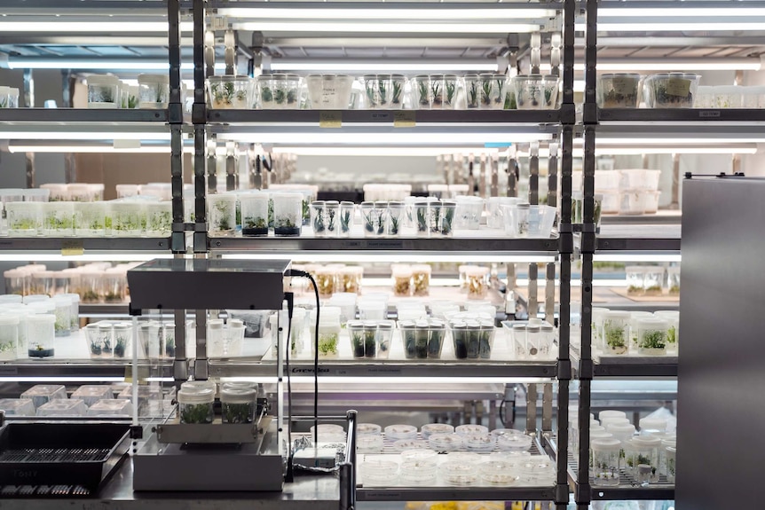 Shelves in a lab with plastic and glass beakers and containers holding fungi and other botanical specimens.