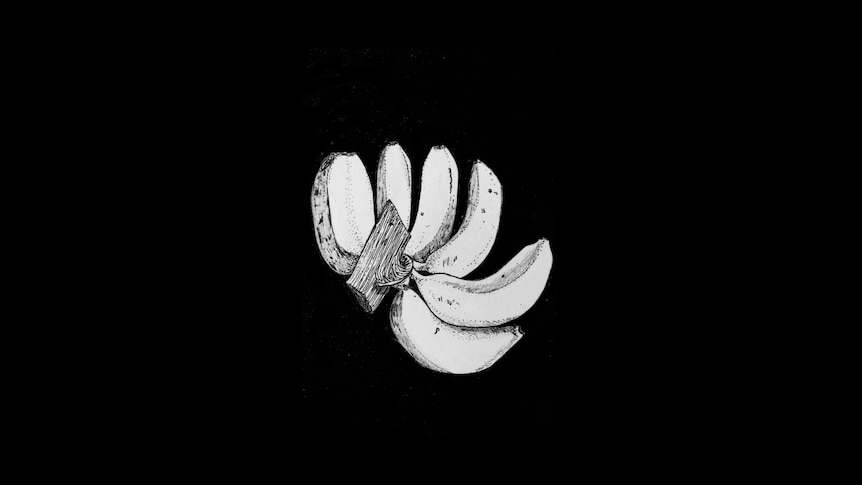 A black and white illustration of a bunch of six small bananas