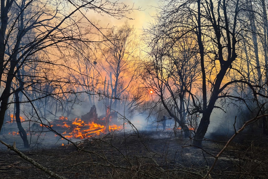 A view of a forest fire burning in the Chernobyl exclusion zone, with smoke and burnt trees.