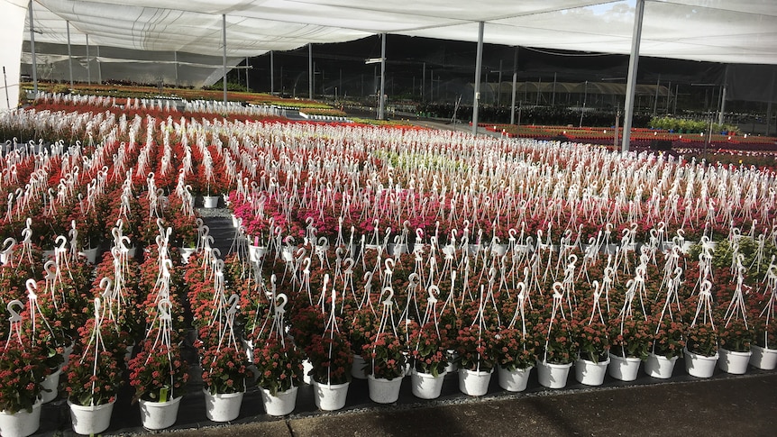 Rows of thousands of bright flowers in pots with hanging hooks lie under a white insect net.
