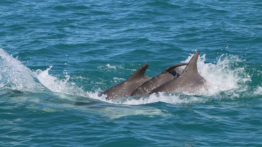 Three male bottlenose dolphins swim closely together.