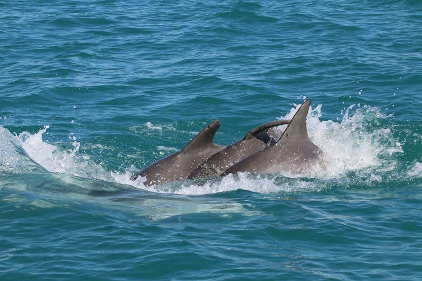 Three male bottlenose dolphins swim closely together.