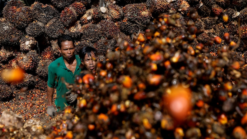Two men squint as they look skywards, towards the top of an enormous pile of brown spiky fruit.