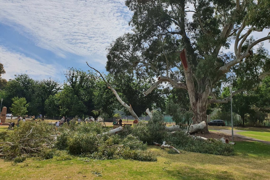 A huge fallen tree branch in a public park.