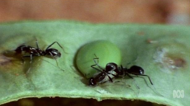 Ants on a leaf