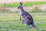 A female eastern grey kangaroo with a joey peeking out from her pouch, standing in green grass.