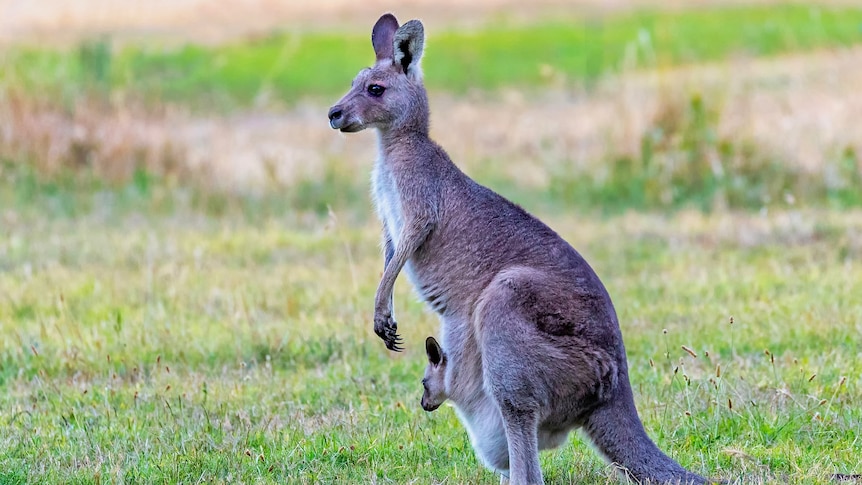 A female eastern grey kangaroo with a joey peeking out from her pouch, standing in green grass.