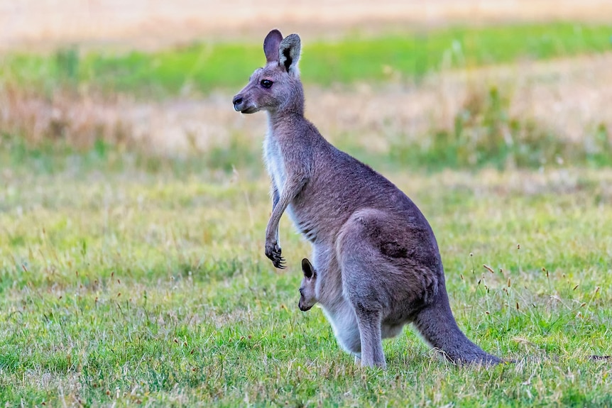 A female eastern grey kangaroo with a joey peeking out from her pouch, standing in green grass.