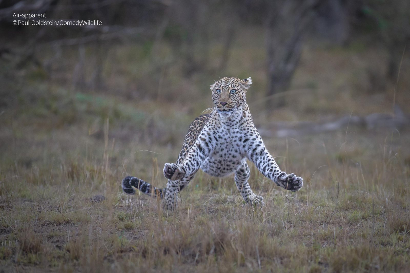 A spotty leopard in the grass looking surprised