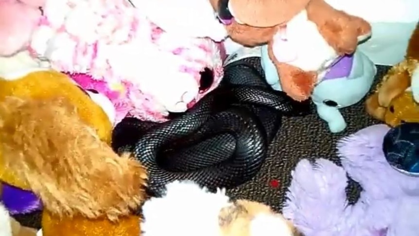 A red-bellied black snake hides among a girl's stuffed toys. (Supplied: Andrew's Snake Removal)