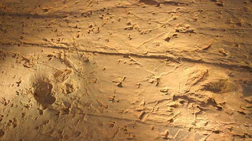 Fossilised dinosaur footprints at Lark Quarry