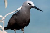 One of the seabirds on the Abrolhos Islands, the lesser noddy