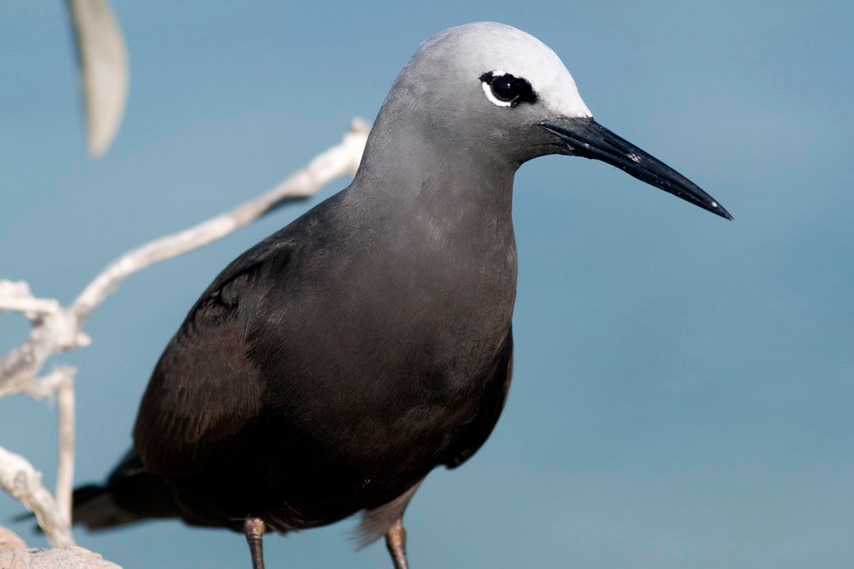 One of the seabirds on the Abrolhos Islands, the Lesser Noddy.