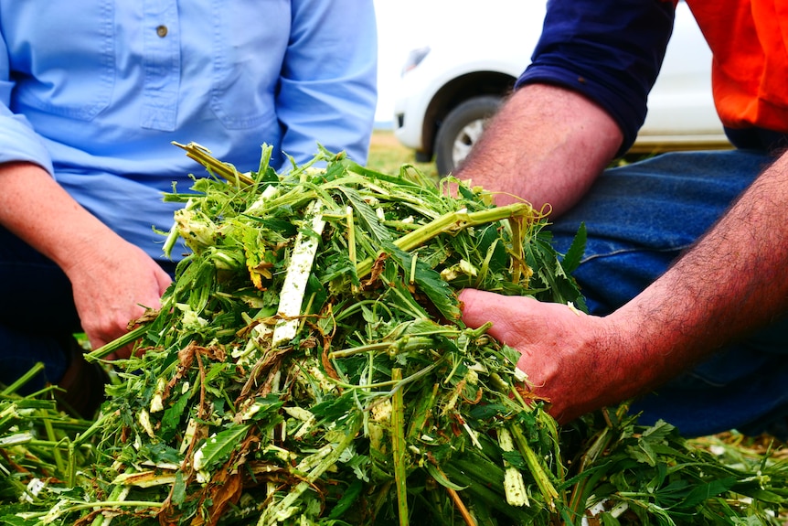 Hands holding marijuana stalks.