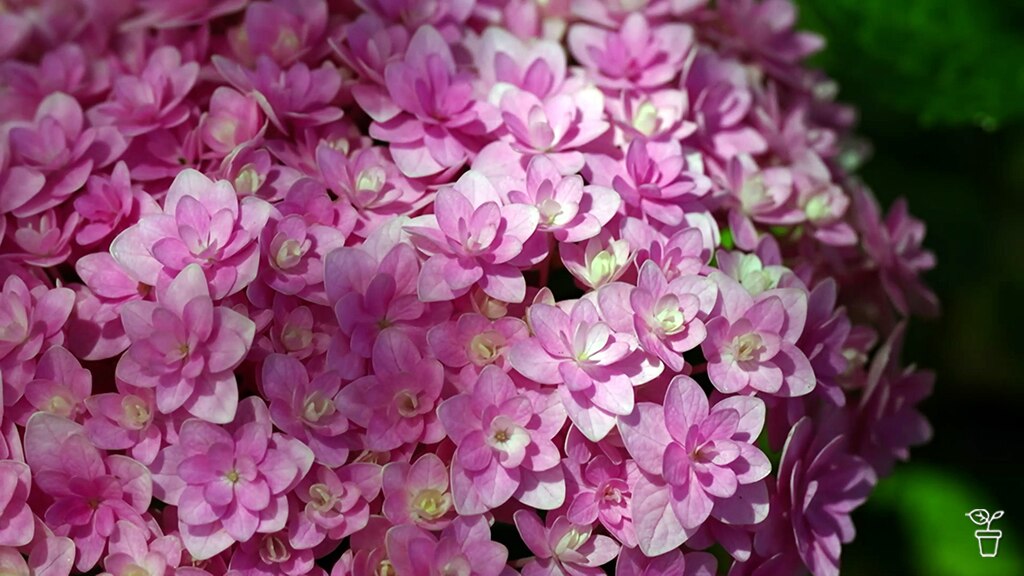 Pink hydrangea flowers.