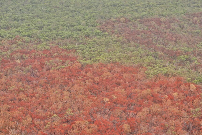 Aerial view of the path of fire through bushland