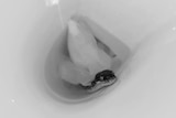 snake in toilet bowl