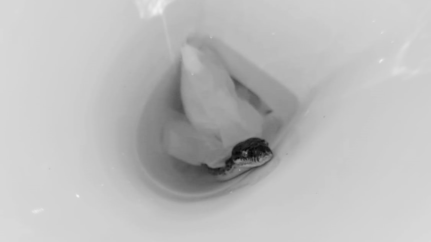 snake in toilet bowl