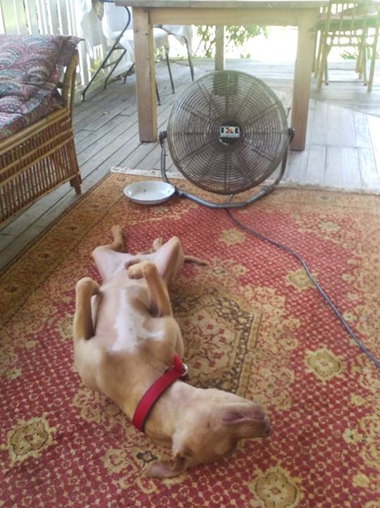 Rico the dog lies on his back in front of a fan in Macksville.