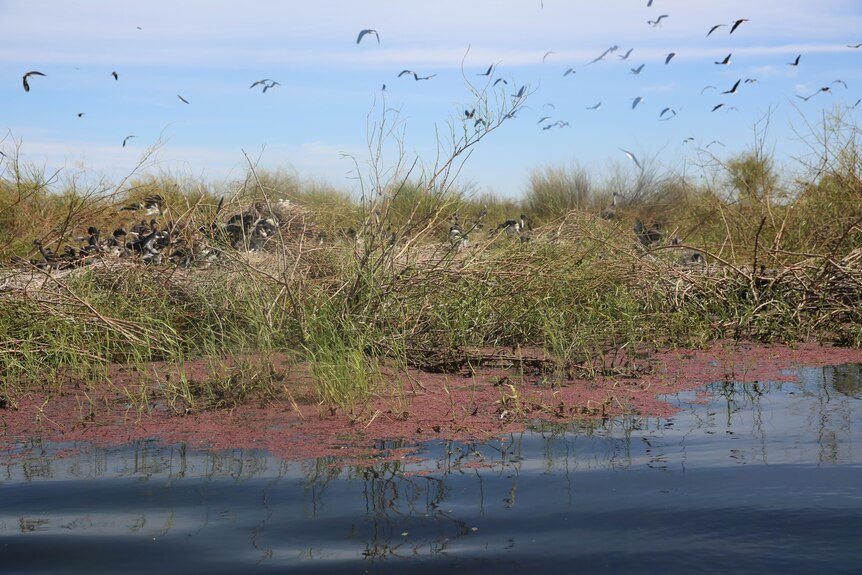 Birds flying above nests with water in foreground 
