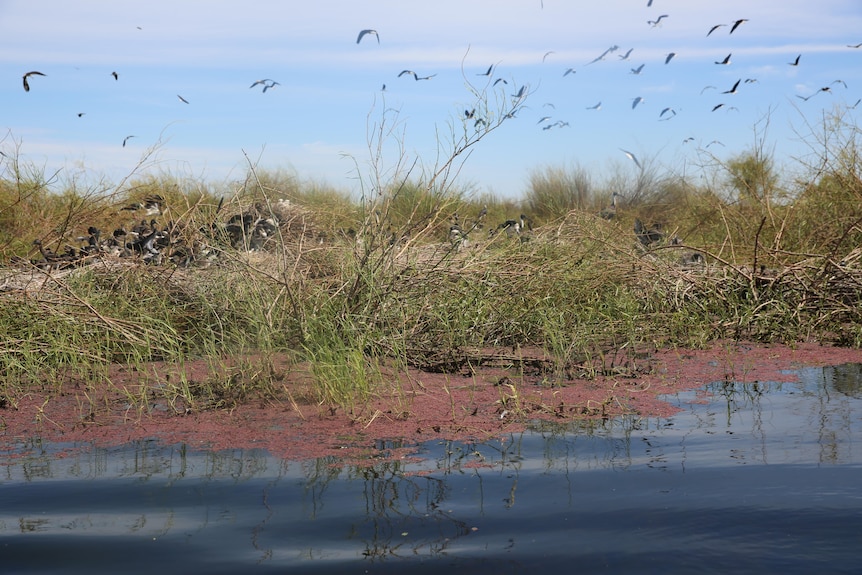 Birds flying above nests with water in foreground 