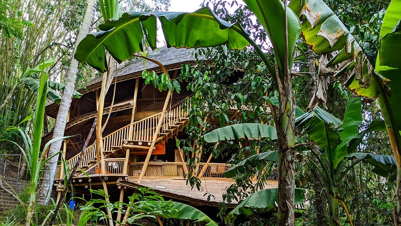 Through dense tropical foliage, including large banana leaves, you view a staircase running up a cone-like bamboo building.