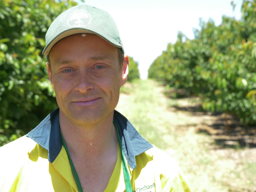 A man standing in a cherry orchard.