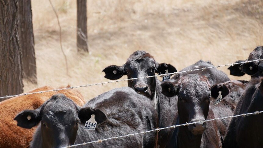 A group of cattle stare through a bared wire fence. The grass in the background is long and dried out.