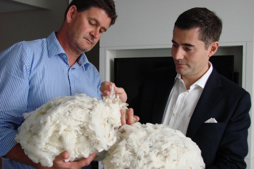 Two men examine a high quality woolen fleece 