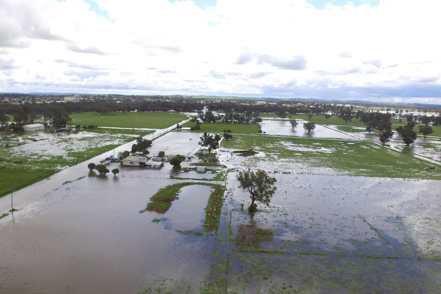 Floodwaters have inundated more than 100 properties in Forbes.