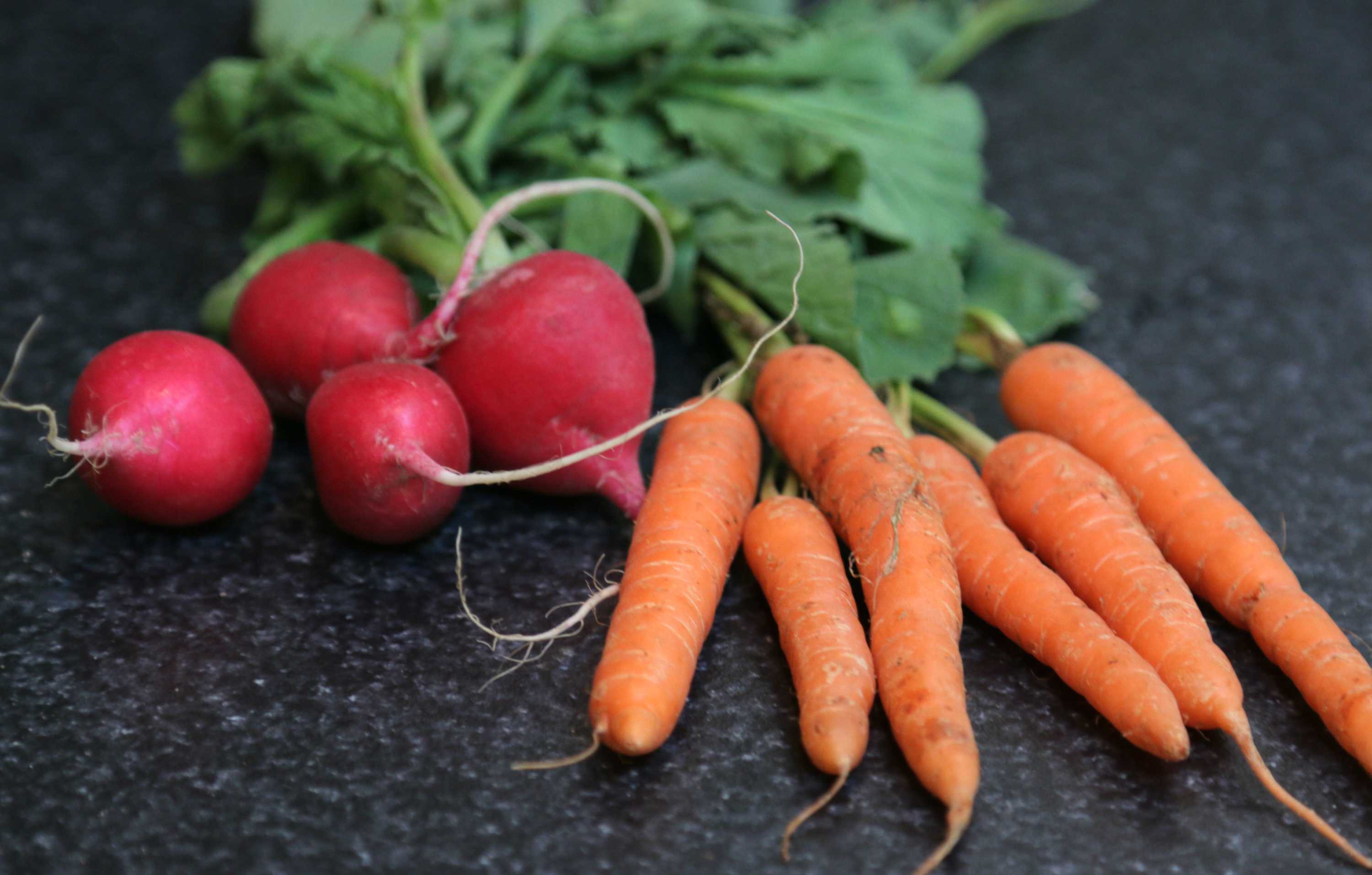Carrots and radishes on a dark bench, representing a DIY vegetable garden that doesn't require a backyard.