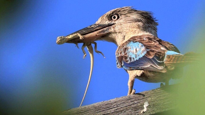 A blue-winged kookaburra sits on a branch after capturing a lizard.